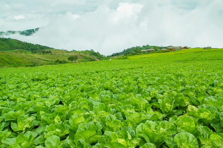 The largest and most beautiful Turnips Farm at Phetchabun Province in Thailand.の写真素材