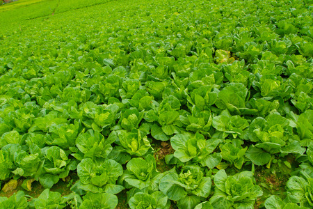 The largest and most beautiful Turnips Farm at Phetchabun Province in Thailand.の写真素材