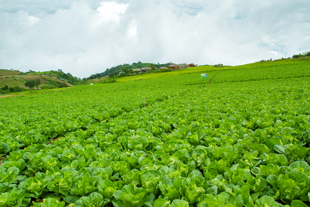 The largest and most beautiful Turnips Farm at Phetchabun Province in Thailand.の写真素材