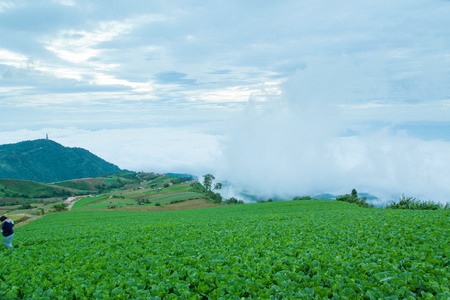 The largest and most beautiful Turnips Farm at Phetchabun Province in Thailand.の写真素材