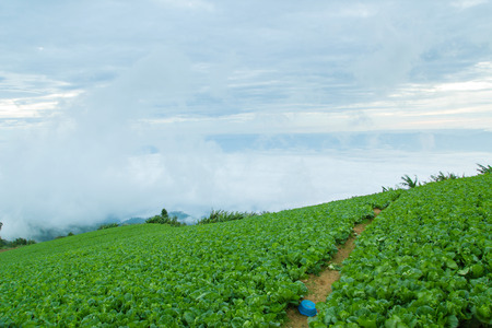 The largest and most beautiful Turnips Farm at Phetchabun Province in Thailand.の写真素材