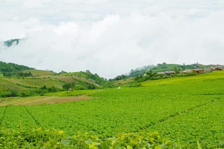 The largest and most beautiful Turnips Farm at Phetchabun Province in Thailand.の写真素材