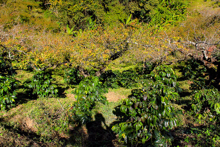 Cultivation Peach at Doi Ang Khang Royal Agricultural Station  Located in Fang, Chiang Mai, Mae Ngon Thailand.の写真素材