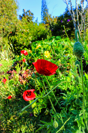 Poppy garden at Doi Ang Khang Royal Agricultural Station. Chiangmai Province thailand.の写真素材