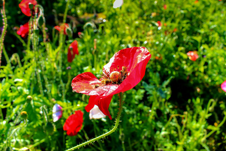 Poppy garden at Doi Ang Khang Royal Agricultural Station. Chiangmai Province thailand.の写真素材