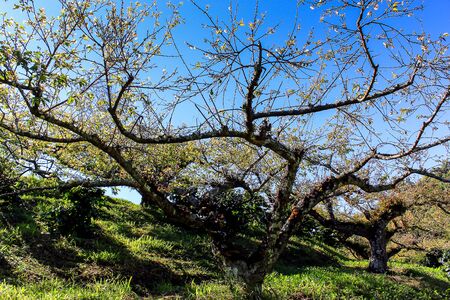 Cultivation Peach at Doi Ang Khang Royal Agricultural Station  Located in Fang, Chiang Mai, Mae Ngon Thailand.の写真素材