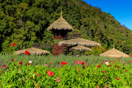 Poppy garden at Doi Ang Khang Royal Agricultural Station. Chiangmai Province thailand.の写真素材