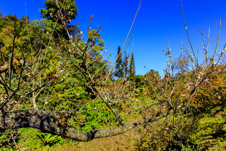 Cultivation Peach at Doi Ang Khang Royal Agricultural Station  Located in Fang, Chiang Mai, Mae Ngon Thailand.の写真素材
