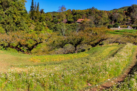 Cultivation Peach at Doi Ang Khang Royal Agricultural Station  Located in Fang, Chiang Mai, Mae Ngon Thailand.の写真素材