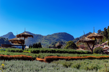 Ang Khang Royal Agricultural Station The station's first research projects. A stunning natural beauty Located in Fang, Chiang Mai, Mae Ngon Thailand.の写真素材