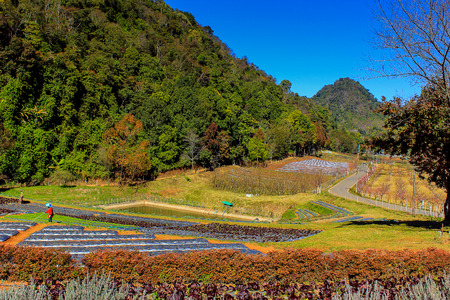 Ang Khang Royal Agricultural Station The station's first research projects. A stunning natural beauty Located in Fang, Chiang Mai, Mae Ngon Thailand.の写真素材
