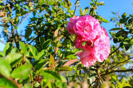 Pink rose species English beautiful.の写真素材