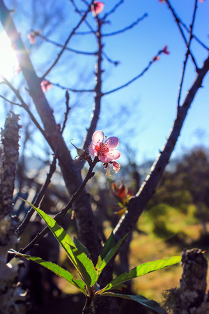 Prunus cerasoides,Wild Himalayan Cherry Also known as Sakura at Doi Ang Khang Chiang Mai Province in thailand.の写真素材