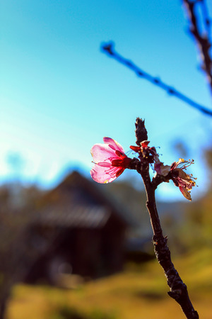 Prunus cerasoides,Wild Himalayan Cherry Also known as Sakura at Doi Ang Khang Chiang Mai Province in thailand.の写真素材