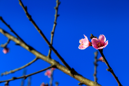 Prunus cerasoides,Wild Himalayan Cherry Also known as Sakura at Doi Ang Khang Chiang Mai Province in thailand.の写真素材