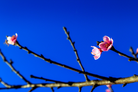 Prunus cerasoides,Wild Himalayan Cherry Also known as Sakura at Doi Ang Khang Chiang Mai Province in thailand.の写真素材