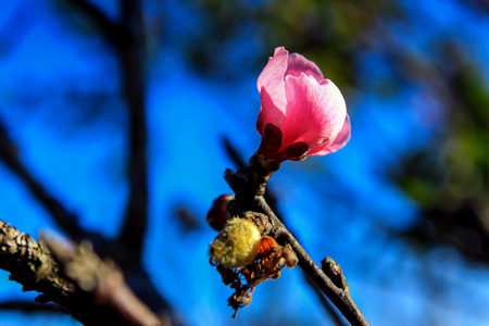 Prunus cerasoides,Wild Himalayan Cherry Also known as Sakura at Doi Ang Khang Chiang Mai Province in thailand.の写真素材