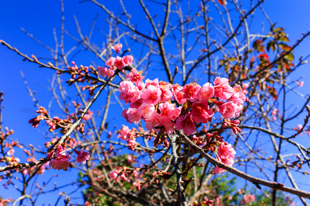 Prunus cerasoides,Wild Himalayan Cherry Also known as Sakura at Doi Ang Khang Chiang Mai Province in thailand.の写真素材