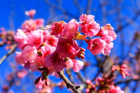 Prunus cerasoides,Wild Himalayan Cherry Also known as Sakura at Doi Ang Khang Chiang Mai Province in thailand.の写真素材