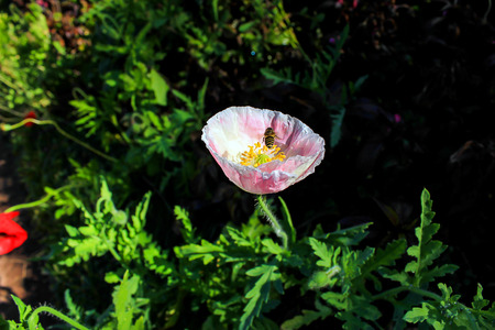 Poppy garden at Doi Ang Khang Royal Agricultural Station. Chiangmai Province thailand.の写真素材