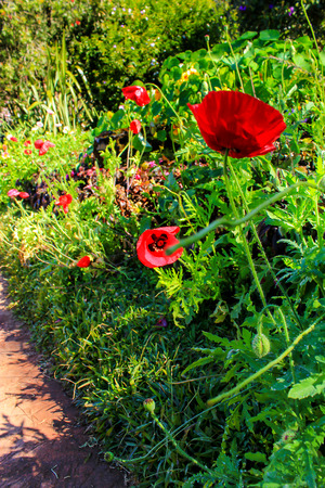 Poppy garden at Doi Ang Khang Royal Agricultural Station. Chiangmai Province thailand.の写真素材