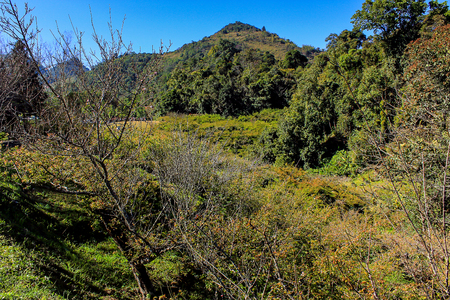 Cultivation Peach at Doi Ang Khang Royal Agricultural Station  Located in Fang, Chiang Mai, Mae Ngon Thailand.の写真素材