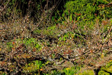 Cultivation Peach at Doi Ang Khang Royal Agricultural Station  Located in Fang, Chiang Mai, Mae Ngon Thailand.の写真素材