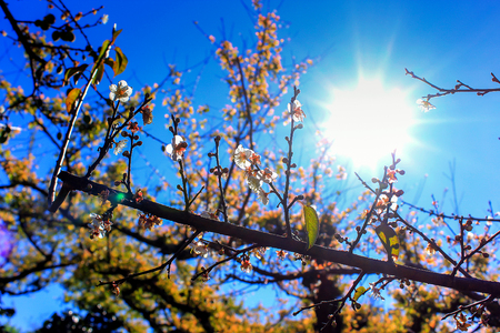 Cultivation Peach at Doi Ang Khang Royal Agricultural Station  Located in Fang, Chiang Mai, Mae Ngon Thailand.の写真素材