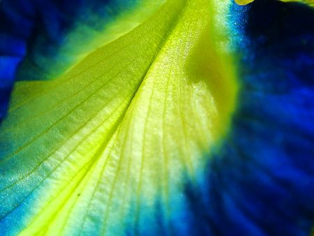 Close up Pea flowers . Macro photo , Flower backgroundの写真素材