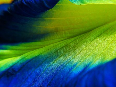 Close up Pea flowers . Macro photo , Flower backgroundの写真素材