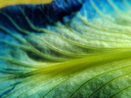 Close up Pea flowers . Macro photo , Flower backgroundの写真素材