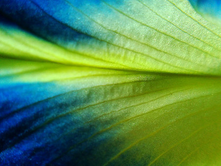 Close up Pea flowers . Macro photo , Flower backgroundの写真素材