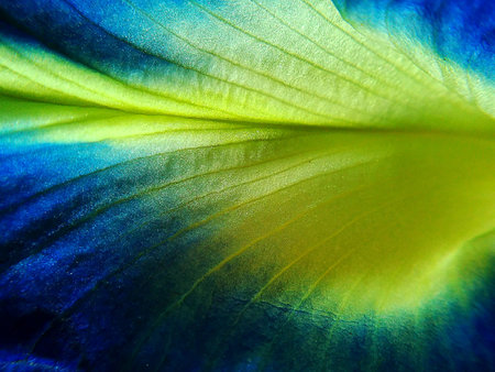 Close up Pea flowers . Macro photo , Flower backgroundの写真素材
