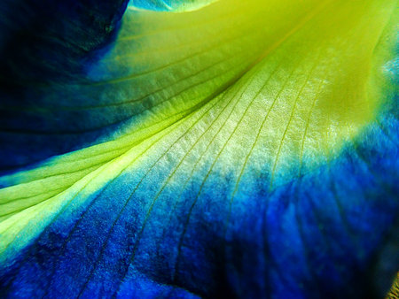 Close up Pea flowers . Macro photo , Flower backgroundの写真素材