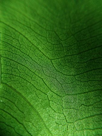 Green leaf macro , Leaves close up background Nature background,abstract textured plants, leaves for decorative, Macro photo , selective focusの写真素材