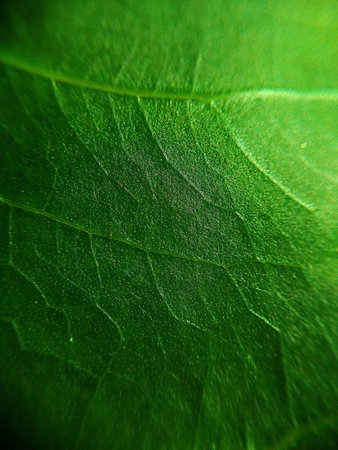 Green leaf macro , Leaves close up background Nature background,abstract textured plants, leaves for decorative, Macro photo , selective focusの写真素材