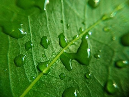 Green leaf macro , Leaves close up background Nature background,abstract textured plants, leaves for decorative, Macro photo , selective focusの写真素材