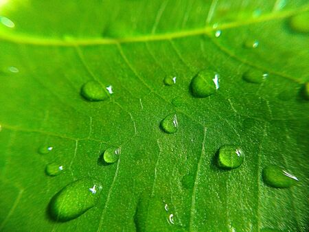 Green leaf macro , Leaves close up background Nature background,abstract textured plants, leaves for decorative, Macro photo , selective focusの写真素材