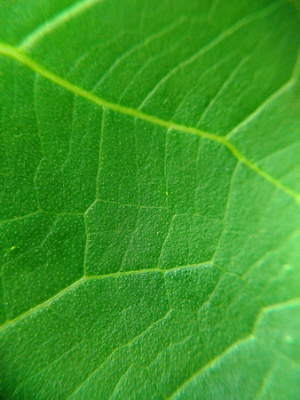 Green leaf macro , Leaves close up background Nature background,abstract textured plants, leaves for decorative, Macro photo , selective focusの写真素材