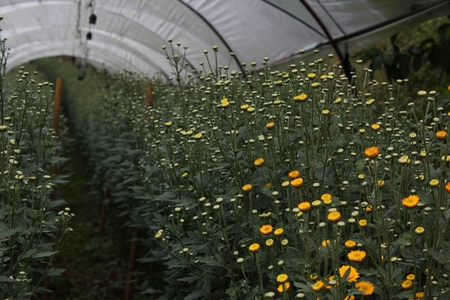 Marigold Planting Plot  ,Low key lighting Nature background , Close up ,Focus sharp specific pointの写真素材