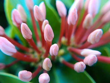 Close up flowers spike , Low key lighting Nature background, selective focusの写真素材