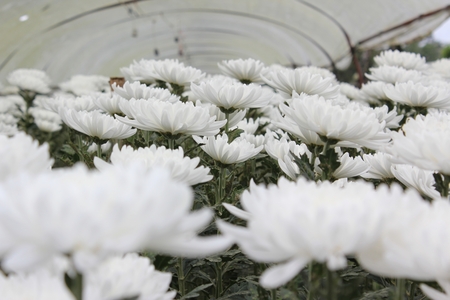 Marigold Planting Plot  ,Low key lighting Nature background , Close up ,Focus sharp specific pointの写真素材