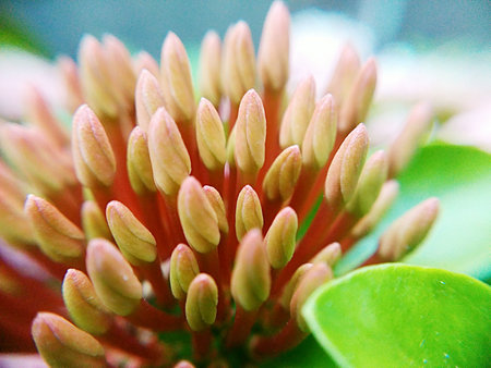 Close up flowers spike , Low key lighting Nature background, selective focusの写真素材