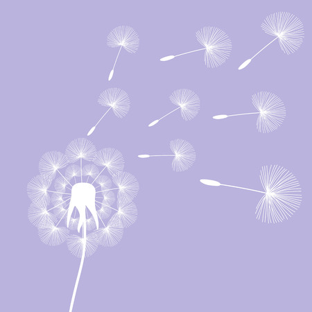 white dandelion seeds wind summer flying fluffy illustration on a light purple background vector.のイラスト素材