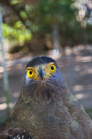 Eagle