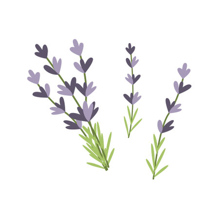 Hand drawn lavender flowers. vector illustration. simple flat style.のイラスト素材