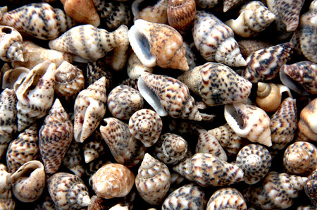 Sea Shells
