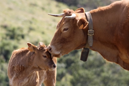 Mother cow with baby calf in the countrysideの写真素材