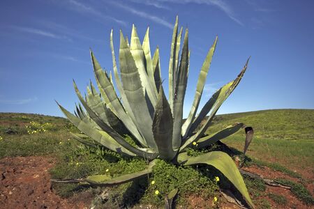 Aloe Vera in the fields of Portugal の写真素材