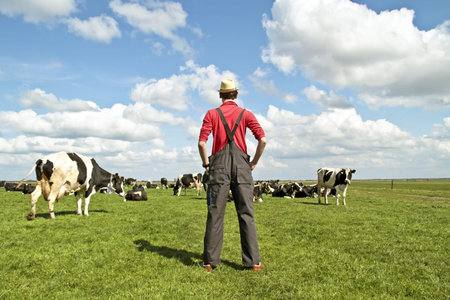 Farmer looking at his cows in the countryside from the Netherlandsの写真素材